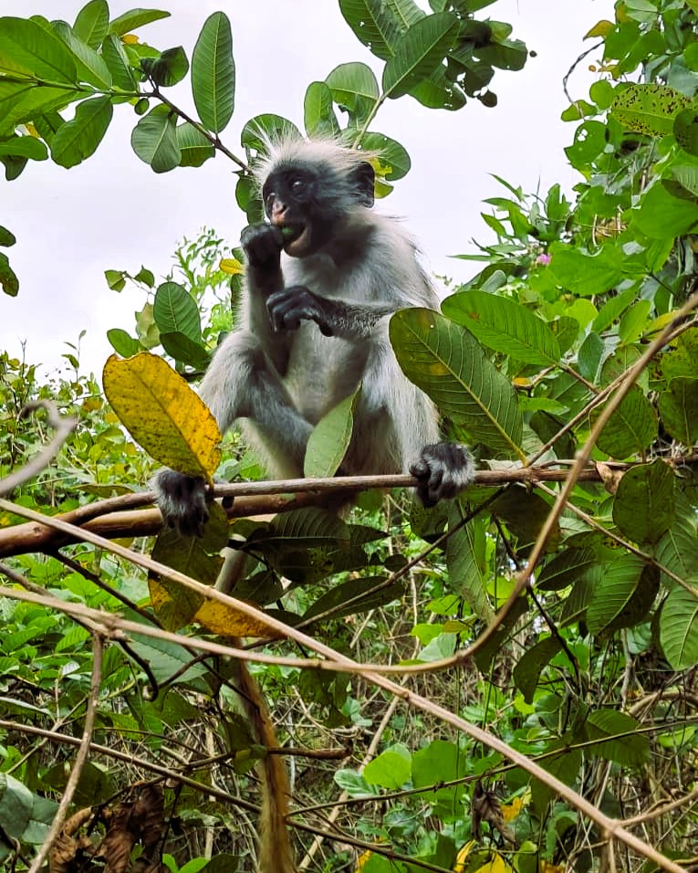 Jozani Forest, Spice Farm, and Prison Island Tour