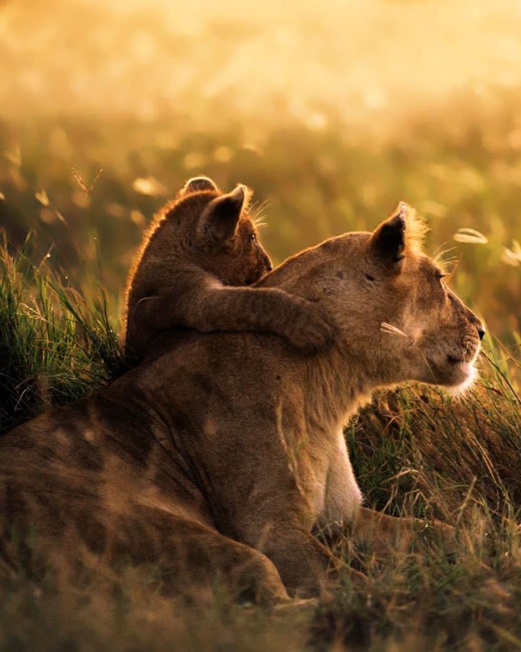 One Day Safari Mikumi wildlife adventure from Zanzibar