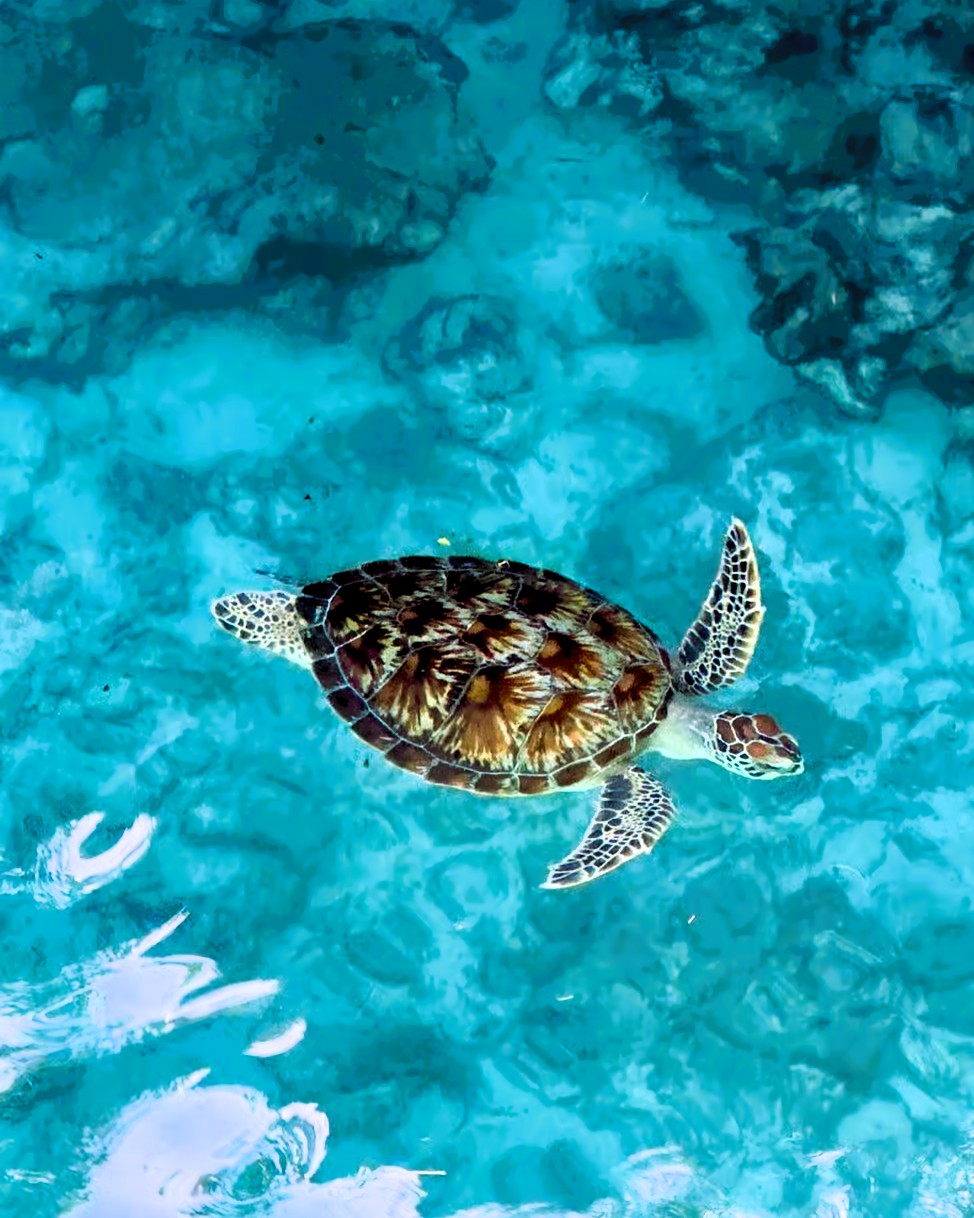 Swimming with turtles at Kuza Cave and Mtende Beach